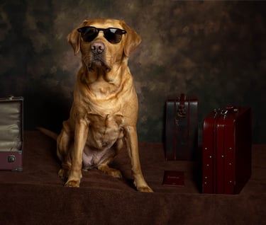 LokiPawtraits - Pet Photography
