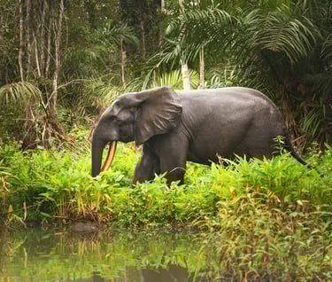 An African Elephant in Senegal Wildlife Park 