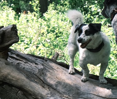 Training dog to be off leash, enjoying the outdoors