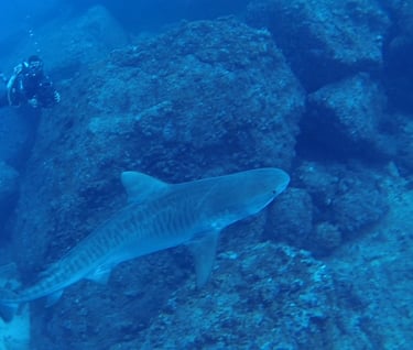 Tracey Billington Scuba Diving with tiger sharks at Cocos Islands, Costa Rica