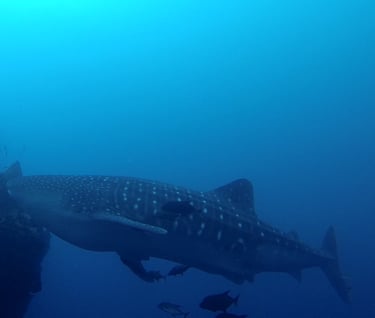 Tracey Billington Scuba Diving with sharks at Cocos Islands, Costa Rica