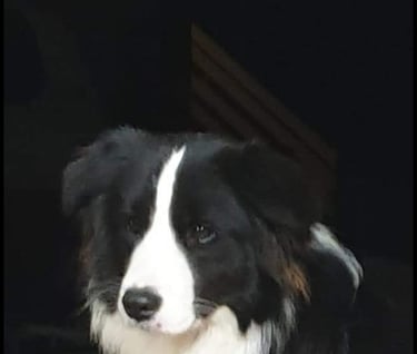 black and white border collie dam