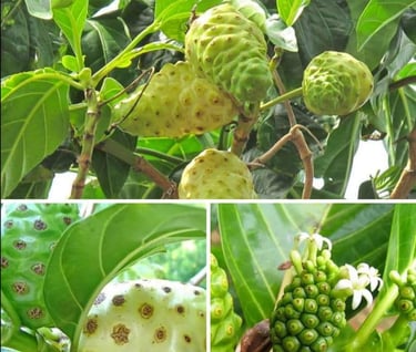 noni fruit
