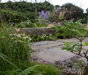 a small Elder tree in a garden with a stone path