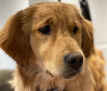 Nala - Our Golden Retriever