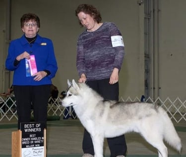 A Siberian Husky with its handler wins "Best of Winners" at a dog show.