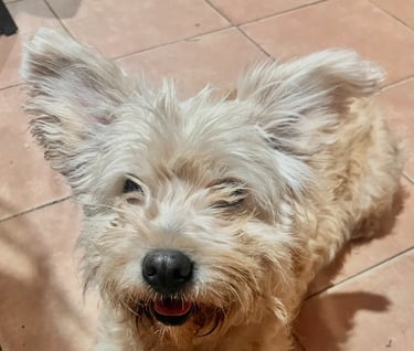 Perrito en adopción en SLP