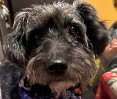 Perrito en adopción en SLP