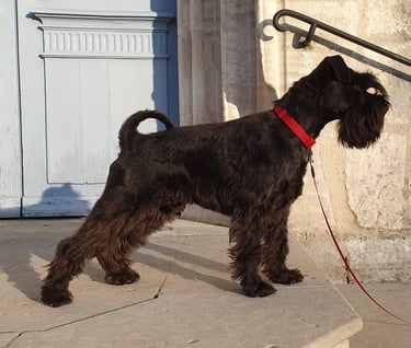 Schnauzer en position concours canin