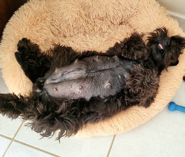 Schnauzer qui va avoir des chiots