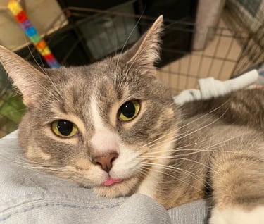 light grey cat with yellow eyes sticking out tongue while being held
