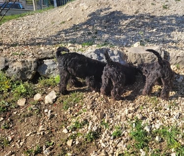 3 chiens schnauzers qui s'amusent dans le jardin