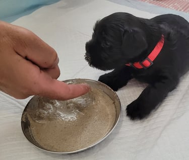 Chiot Schnauzer bouillie de sevrage