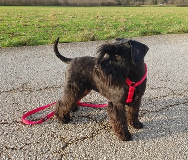Tessie en balade Schnauzer nain noir