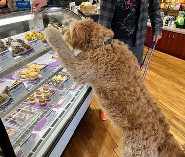 golden doodle enrichment