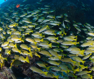 Tracey Billington Scuba Diving with sharks at Cocos Islands, Costa Rica