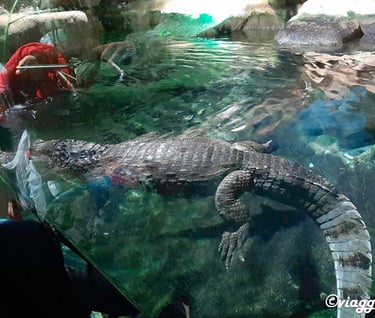 coccodrillo parco navi cattolica, alligatore