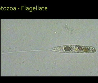 microscope image of a living soil flagellate