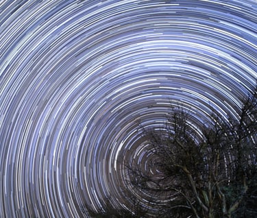 a tree with many stars in the sky