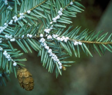 HWA egg masses on underside of a hemlock branch. 