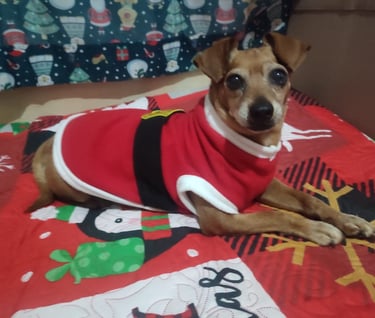 Perrito en adopción en SLP