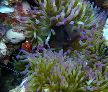 creatures of Bunaken Island Marine Park, North Sulawesi, Indonesia