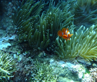 creatures of Bunaken Island Marine Park, North Sulawesi, Indonesia