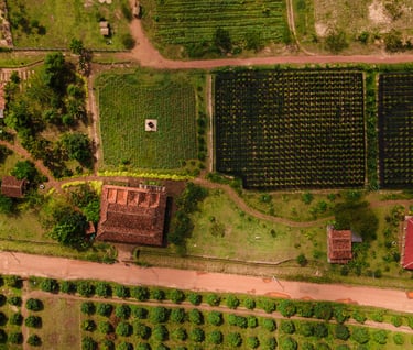 a farm with a lot of crops and a dirt road