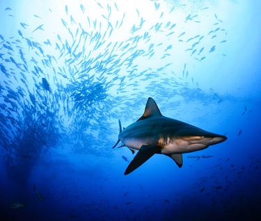 Tracey Billington Scuba Diving with sharks at Cocos Islands, Costa Rica