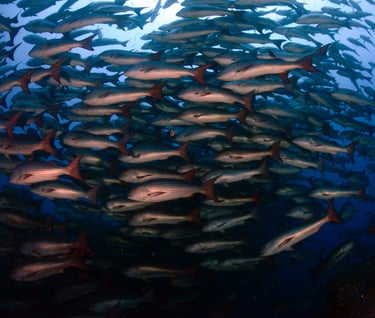 Tracey Billington Scuba Diving with sharks at Cocos Islands, Costa Rica