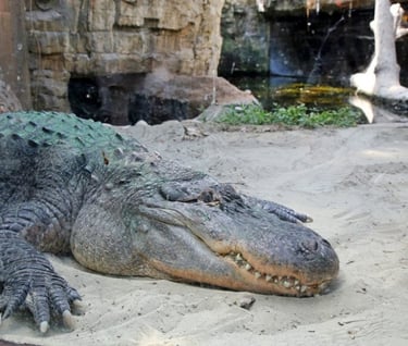 Coccodrillo Oltremare