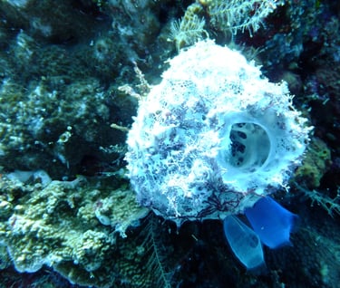 creatures of Bunaken Island Marine Park, North Sulawesi, Indonesia