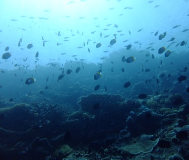 creatures of Bunaken Island Marine Park, North Sulawesi, Indonesia