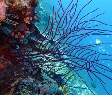 creatures of Bunaken Island Marine Park, North Sulawesi, Indonesia