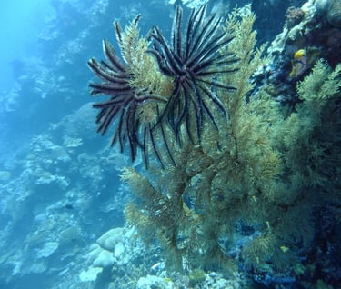 creatures of Bunaken Island Marine Park, North Sulawesi, Indonesia