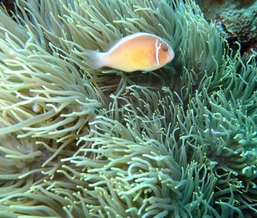 creatures of Bunaken Island Marine Park, North Sulawesi, Indonesia