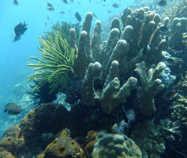 creatures of Bunaken Island Marine Park, North Sulawesi, Indonesia