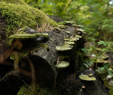 medžio kotas apauges samanomis ir grybiena