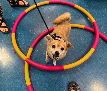 a chihuahua mix looks up with a smile on his face in agility dog training class