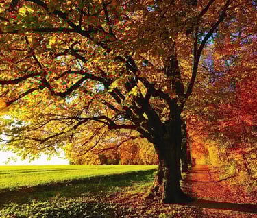 Fall Foliage on country dirt road