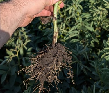 image of Faba bean plant roots