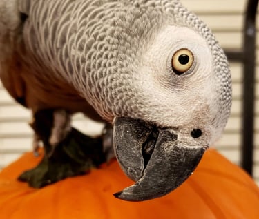 African Grey parrot standing on pumpkin