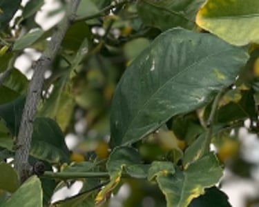 lemons growing on a tree