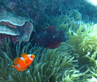 creatures of Bunaken Island Marine Park, North Sulawesi, Indonesia