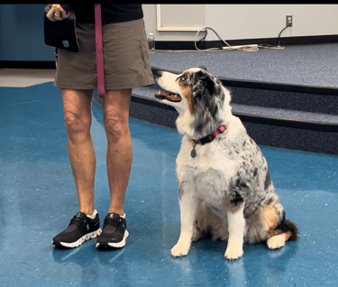 a dog sits in heel position looking up at its owner