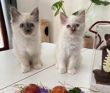 two kittenpies sitting on a table with eggshells and tomatoes