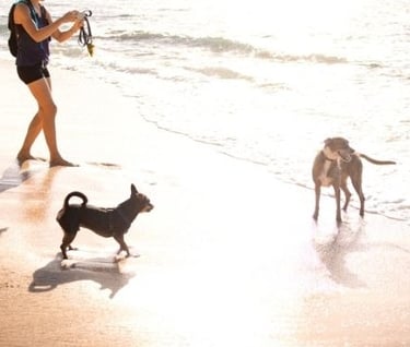 Voyager avec son chien