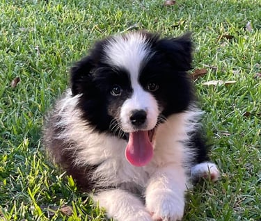 Black and White Stud Dog Border Collie puppy