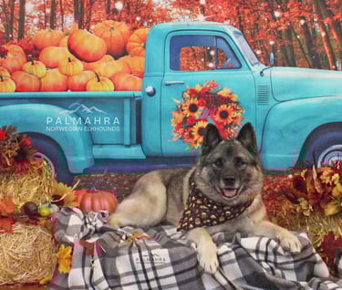 Norwegian Elkhound in Autumn scene