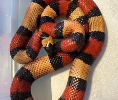 pueblan milk snake